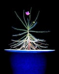 Byblis Liniflora * Australian Rainbow Carnivorous Plant * Very Rare 5 Seeds * (ID158) product logo