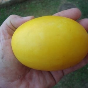 Vine Peach Melon * Mango Melon * Very Unique * Fast & Eazy Growing 10 Seeds