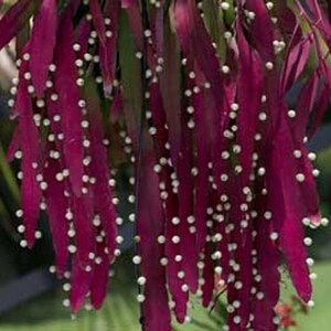 Pseudorhipsalis Rhipsalis Ramulosa Red Rhipsalis Mistletoe Cactus 10 Seeds image 5