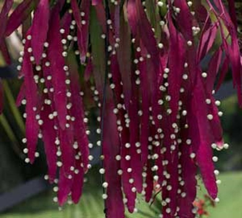 Pseudorhipsalis Rhipsalis Ramulosa Red Rhipsalis Mistletoe Cactus 10 Seeds image 5