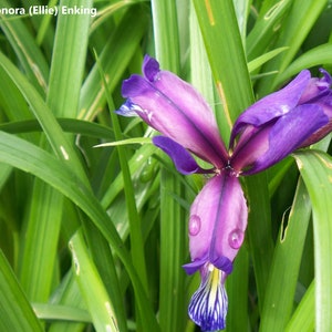 Iris Graminea Amazing Apricots Fragrance - Grasblättrige Flagge Pflaumen-Tarte lila Blume - 10 Samen
