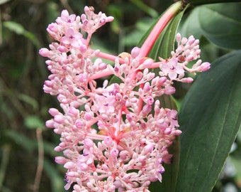 Medinilla Myriantha - Malaysian Orchid - Beautiful Pink Flowers - 5 Seeds - Rare