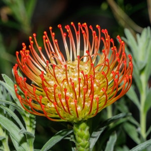 Leucospermum Cordifolium Pincuhion annuendo Incredibile arbusto Rari 3 semi immagine 5