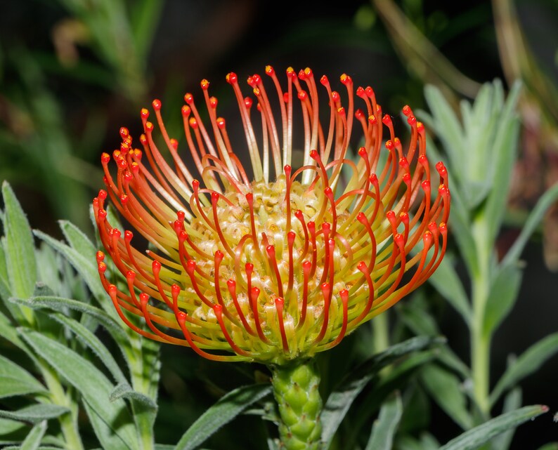 Leucospermum Cordifolium Pincuhion annuendo Incredibile arbusto Rari 3 semi immagine 5