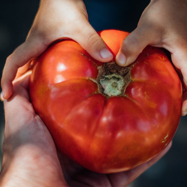 Tomate Gigantomo - La plus grosse tomate Beefsteak du monde - Jusqu'à 2 kg - 10 graines fraîches 2024