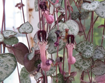 Ceropegia Woodii * String of Hearts * Flowering Plant * Very Rare * 3 Seeds *