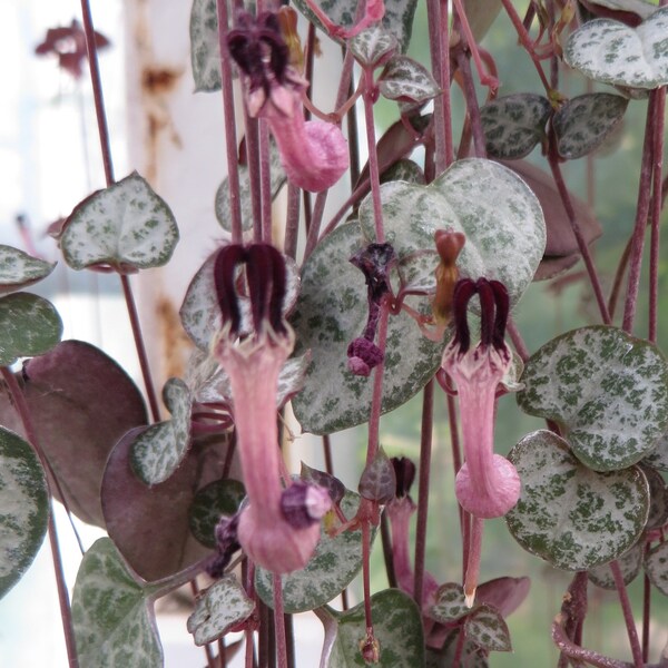 Ceropegia Woodii * String of Hearts * Flowering Plant * Very Rare * 3 Seeds *