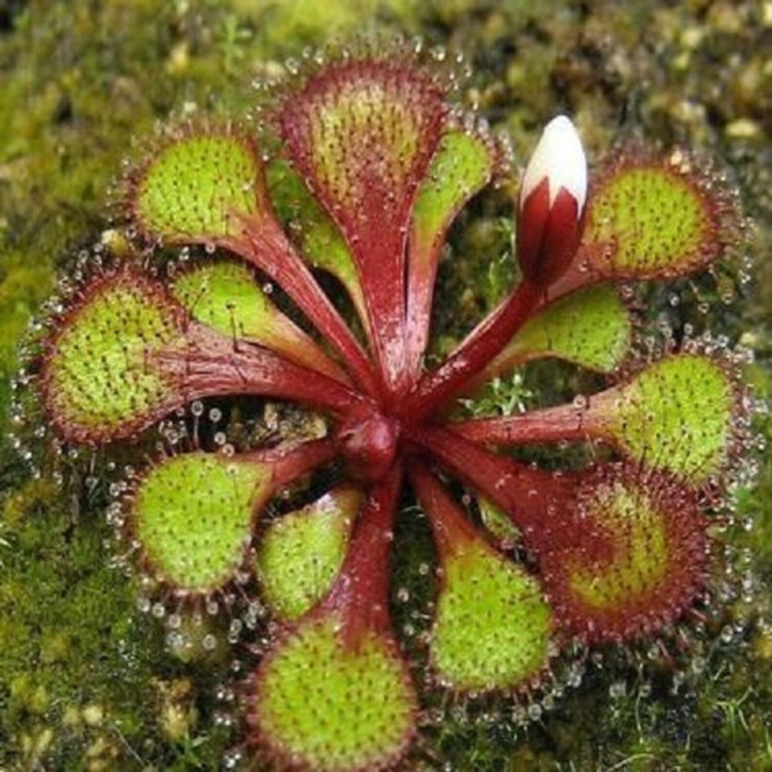 Drosera Lowriei Perennial Tuberous Carnivorous Plant 5