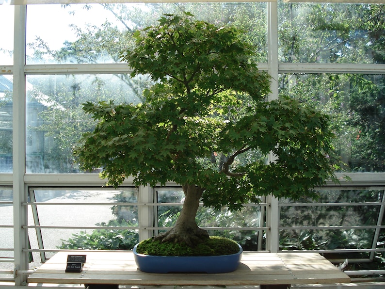 Acer Palmatum Japanese Maple Ornamental Bonsai Tree Rare 10 Seeds image 5