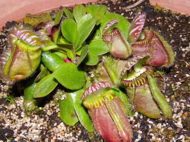 Cephalotus Follicularis Carnivorous VERY RARE Australian Pitcher Plant 3 Seeds image 3