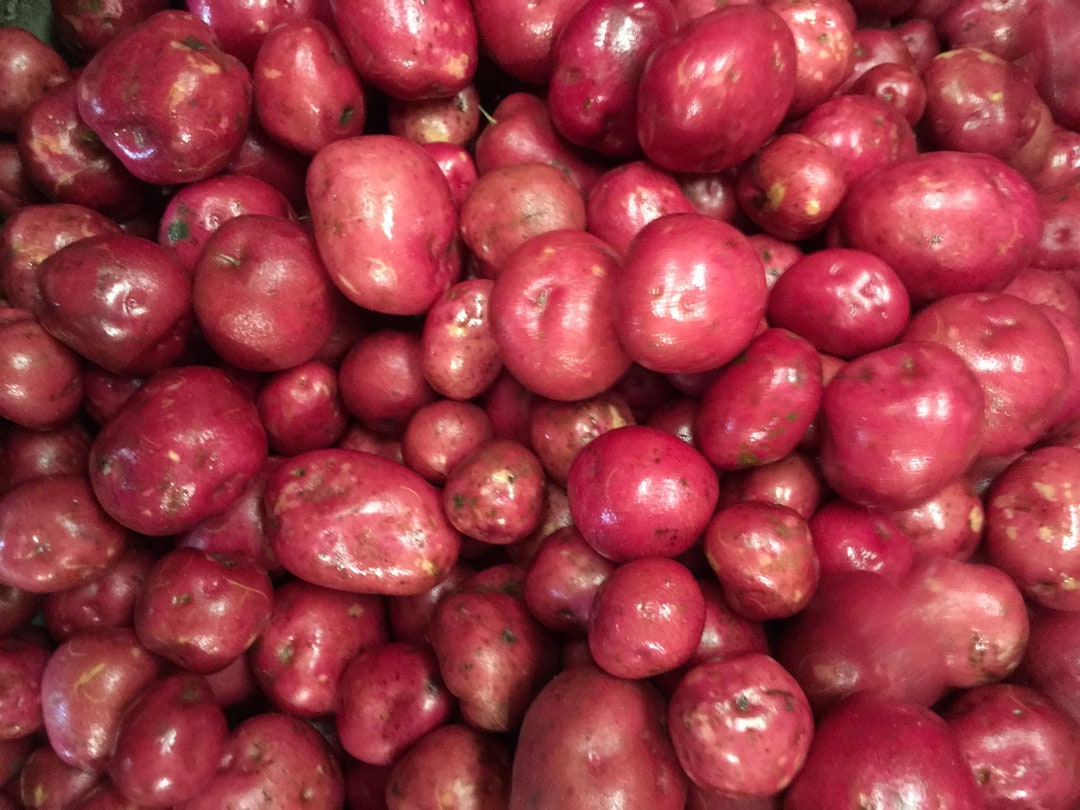 Mountain Rose Potato 10 Seeds TPS True Potato Seeds Rare ID789 Etsy