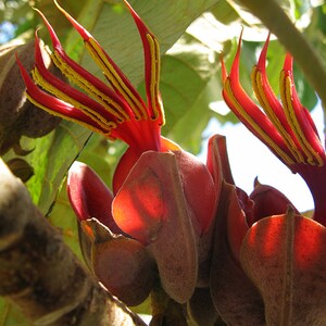 Extremely RARE Chiranthodendron Pentadactylon Devil's Hand Tree -1 Seed Limited