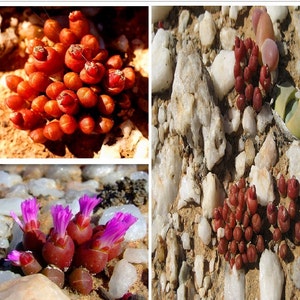 Oophytum Nanum Aizoaceae Living Stones Succulent 10 Seeds VERY RARE image 1