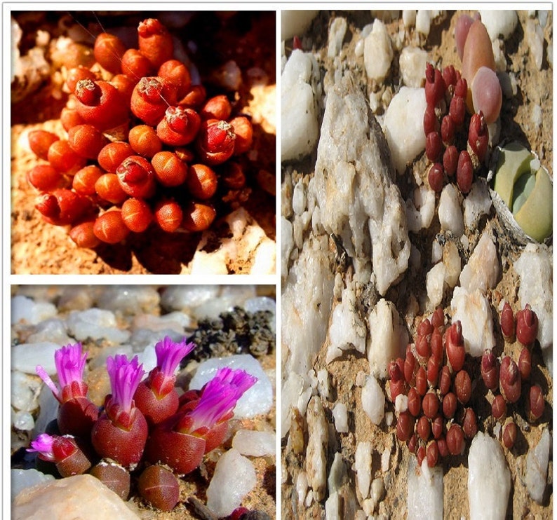 Oophytum Nanum Aizoaceae Living Stones Succulent 10 Seeds VERY RARE image 1