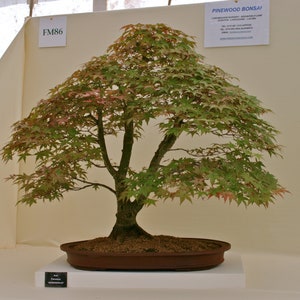 Acer Palmatum Japanese Maple Ornamental Bonsai Tree Rare 10 Seeds image 3