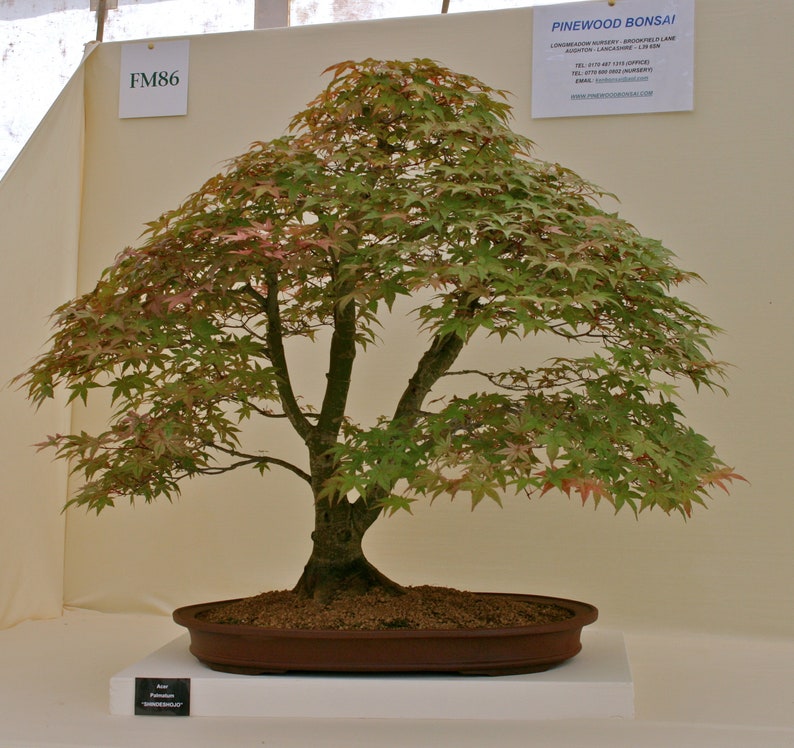 Acer Palmatum Japanese Maple Ornamental Bonsai Tree Rare 10 Seeds image 3