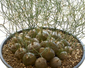 Schizobasis Intricata * African Succulent * Fresh 5 Seeds Very Rare *