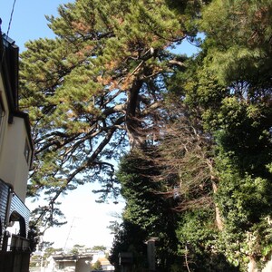 Pinus Thunbergii Japanese Black Pine Rare Bonsai Tree 10 Seeds image 5