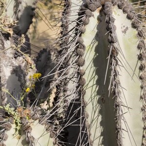 Neoraimondia Arequipensis Big Bed of Straw Rare Weird Cactus 20 Seeds image 3