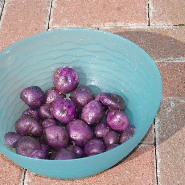 Solanum Curtilobum - TPS True Wax Purple Potato Seeds - 10 True Seeds - Not Root - Grow Your Own Potato