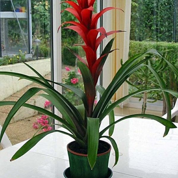 Guzmania Lingulata - The Droophead Tufted Airplant - Scarlet Star - 5 Seeds