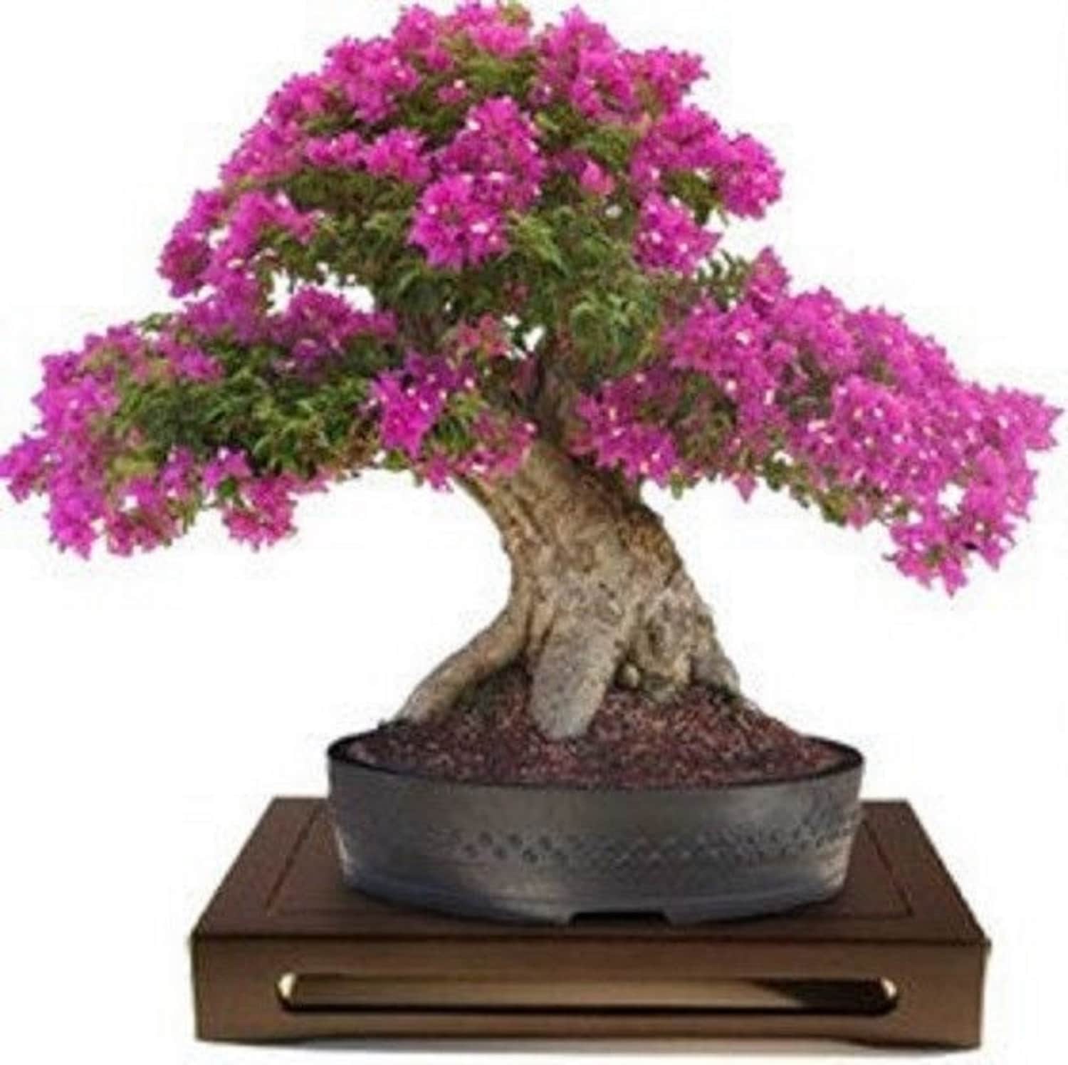 50 Lagerstroemia Shrub Seeds Mixed Indian Lilac Crepe Myrtle Flower Tree Bonsai 50 Lagerstroemia Shrub Seeds Mixed Indian Lilac Crepe Myrtle Flower Tree Bonsai