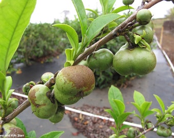 Camellia Sinensis - Tea Plant - 5 Seeds - Organic - Fresh Harvest