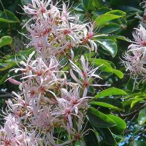 Calodendrum Capense Cape Chestnut Stunning Pink Flower Rare 5 Seeds image 2