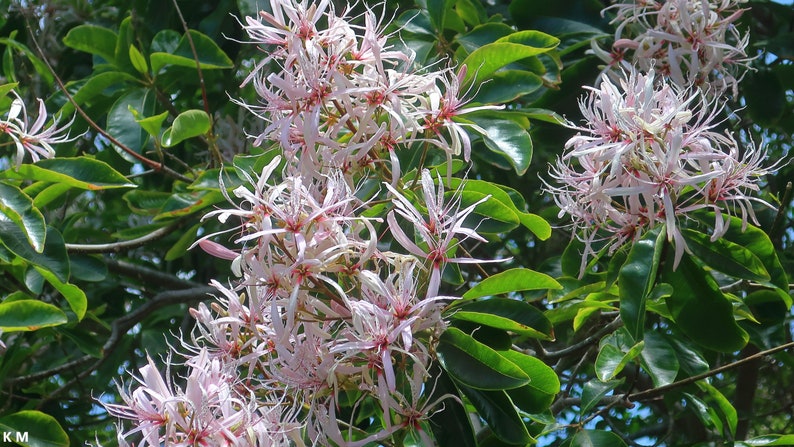 Calodendrum Capense Cape Chestnut Stunning Pink Flower Rare 5 Seeds image 2