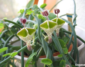 Ceropegia Haygarthii - Lantern Flowers - Vigorous Succulent - Climbing - RARE - 2 Seeds