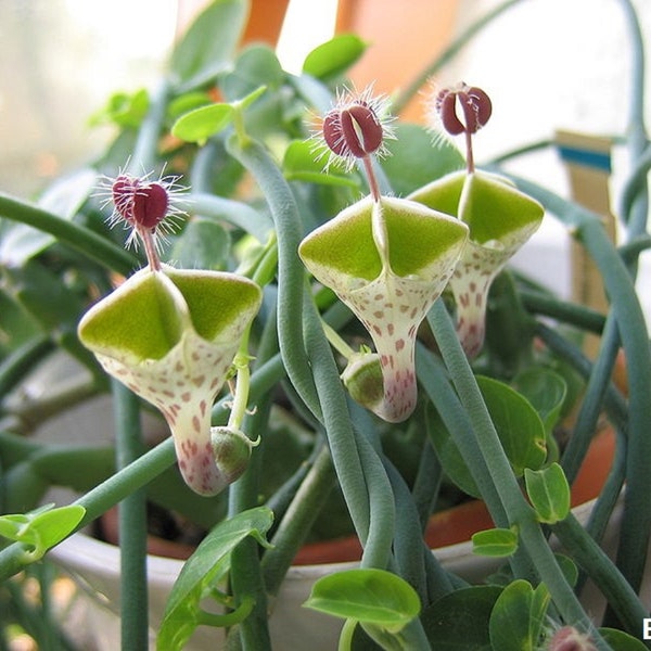 Ceropegia Haygarthii - Flores de linterna - Suculenta vigorosa - Escalada - RARE - 2 Semillas