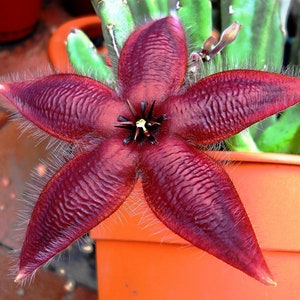 Stapelia Asterias Amazing Star Fish Flowers Rare Low Cactus 3 Seeds image 1