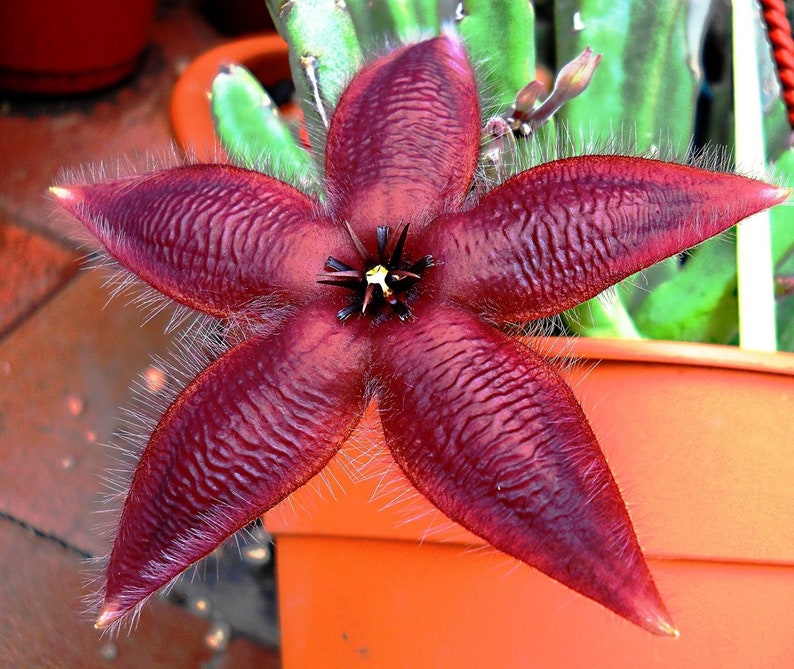 Stapelia Asterias Amazing Star Fish Flowers Rare Low Cactus 3 Seeds image 1
