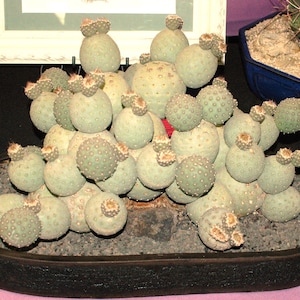 Tephrocactus Geometricus | 5 Fresh Seeds |  Rare Balls Cactus |  Limited Quantity