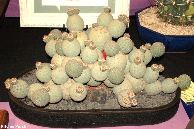 Tephrocactus Geometricus 5 Fresh Seeds Rare Balls Cactus Limited Quantity image 1