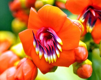 Meriania Hernandoi - Unusual Ornamental Flower - Rare - 10 Seeds