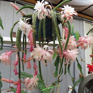 Aporophyllum Karen ~ Stunning Cactus ~ Pink Flowers ~ Limited ~ Very Rare ~ 5 Seeds ~