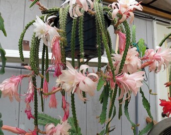 Aporophyllum Karen ~ Impresionante Cactus ~ Flores Rosadas ~ Limitado ~ Muy Raro ~ 5 Semillas ~