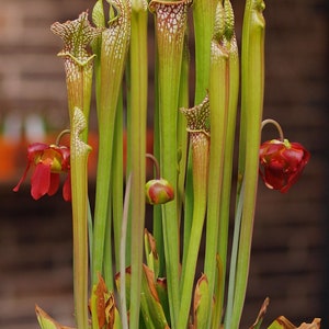 Sarracenia Leucophylla * White Topped Pitcher Plant * Carnivorous * 10 Seeds *