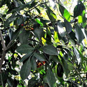 Psychotria Capensis Black Bird Berry Tropical Evergreen Shrub Rare 5 Seeds image 5