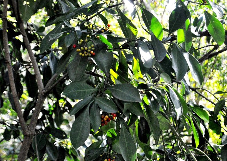 Psychotria Capensis Black Bird Berry Tropical Evergreen Shrub Rare 5 Seeds image 5