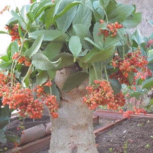 Cyphostemma Juttae Namibian Grape Stunning Succulent Grape Rare 3 Seeds image 1