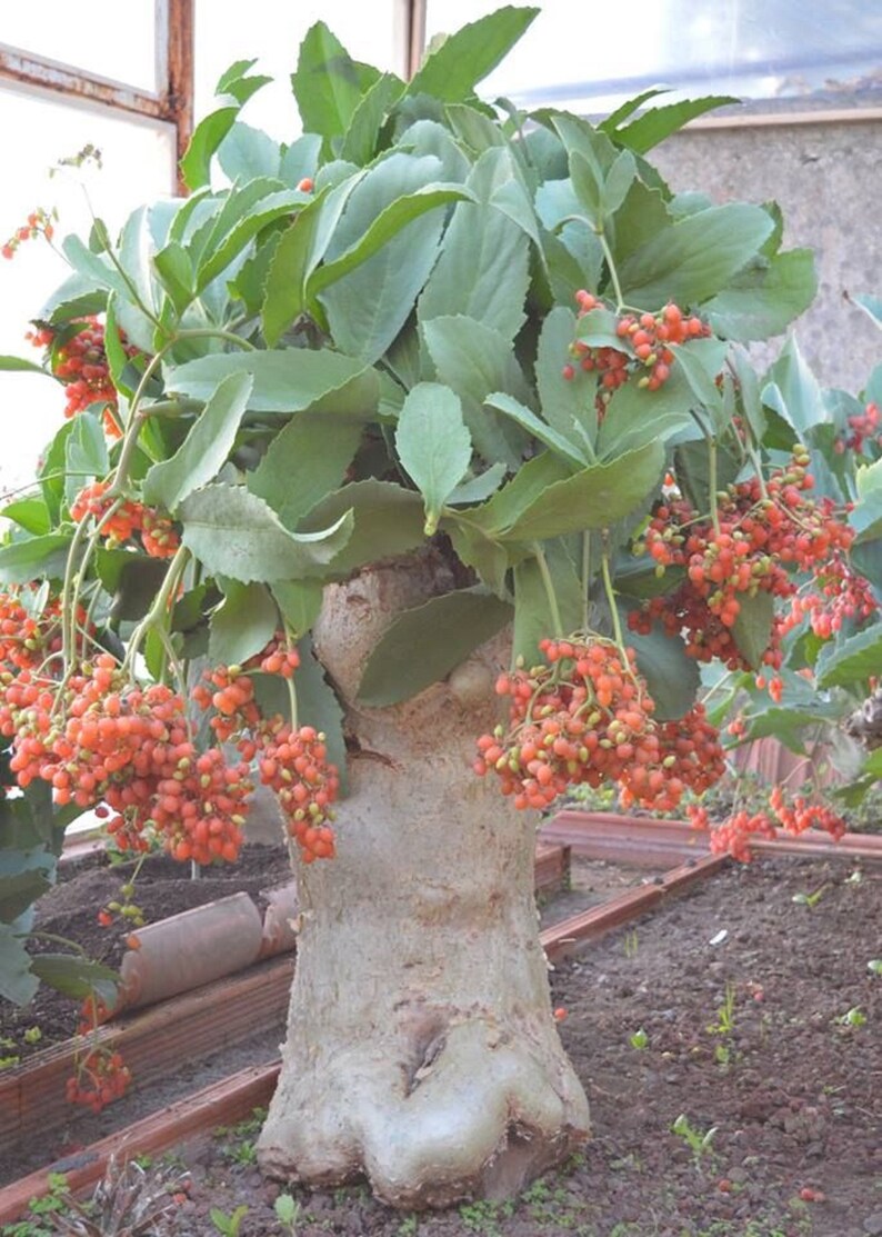 Cyphostemma Juttae Namibian Grape Stunning Succulent Grape Rare 3 Seeds image 1