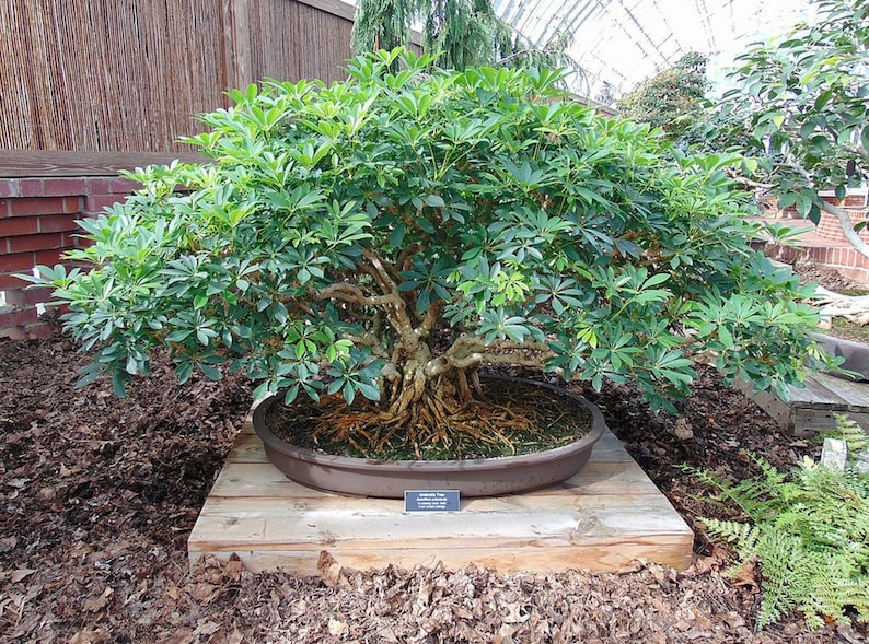 Schefflera Arboricola Dwarf Umbrella Bonsai Tree Rare Etsy