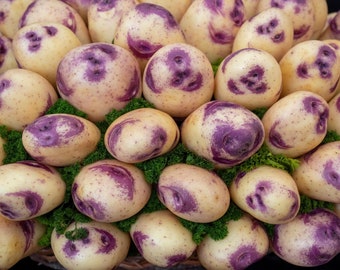 Blue Bella Potato - TPS True Potato Seeds - Rare - 10 Seeds