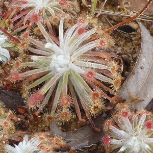 Drosera Lanata - Queensland Octopus Plant Carnivorous Very RARE 5 Seeds - Fresh Tiny Seeds