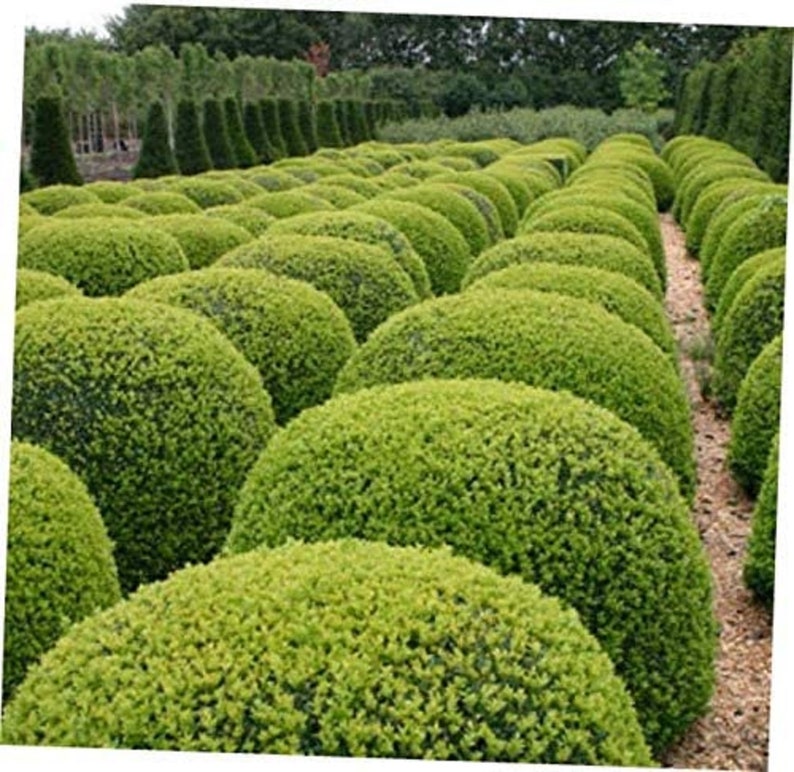 Buxus Sempervirens Common Boxwood Bonsai Tree Garden Decor 20 Seeds image 2