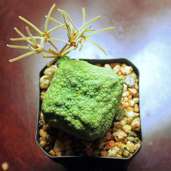 Pseudolithos Cubiformis - Cube-Shaped Stone-Like Succulent - 2 Seeds - Very Rare