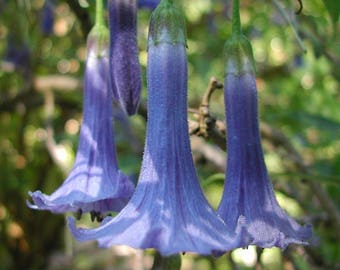 Acnistus Australis * Iochroma Blue * Mini Angel's Trumpet * 10 Seeds *