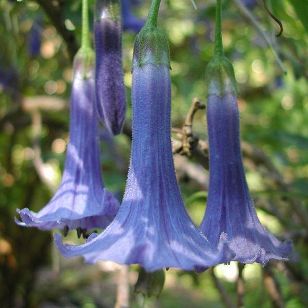 Acnistus Australis * Iochroma Blue * Mini Angel's Trumpet * 10 Seeds *